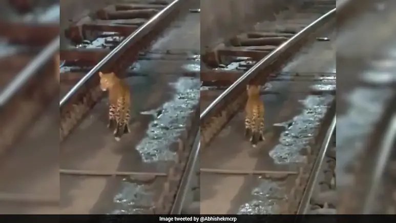 Video: Train Slows Down As Leopard Spotted Walking Through Railway Tunnel In Chhattisgarh