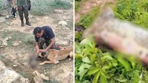 Ten leopard skins and banned hunting equipment were recently recovered from an alleged poacher, Bhagwan