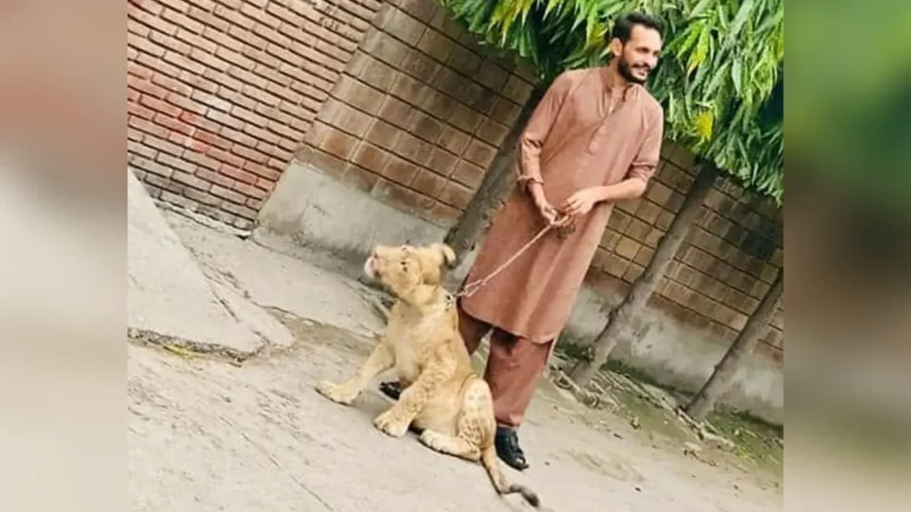 Indian agencies arrested more than 250 people from 14 states over their alleged links to Pakistan's