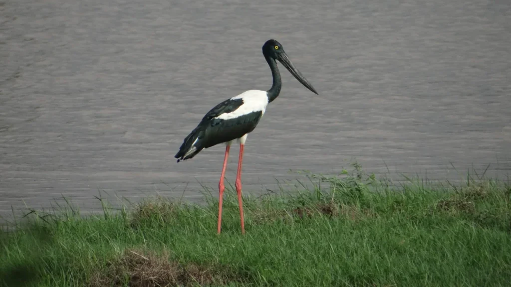 Listed under Schedule II of the Wild Life (Protection) Act, 1972, the Black-necked Stork stands