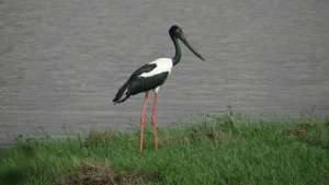 Listed under Schedule II of the Wild Life (Protection) Act, 1972, the Black-necked Stork stands