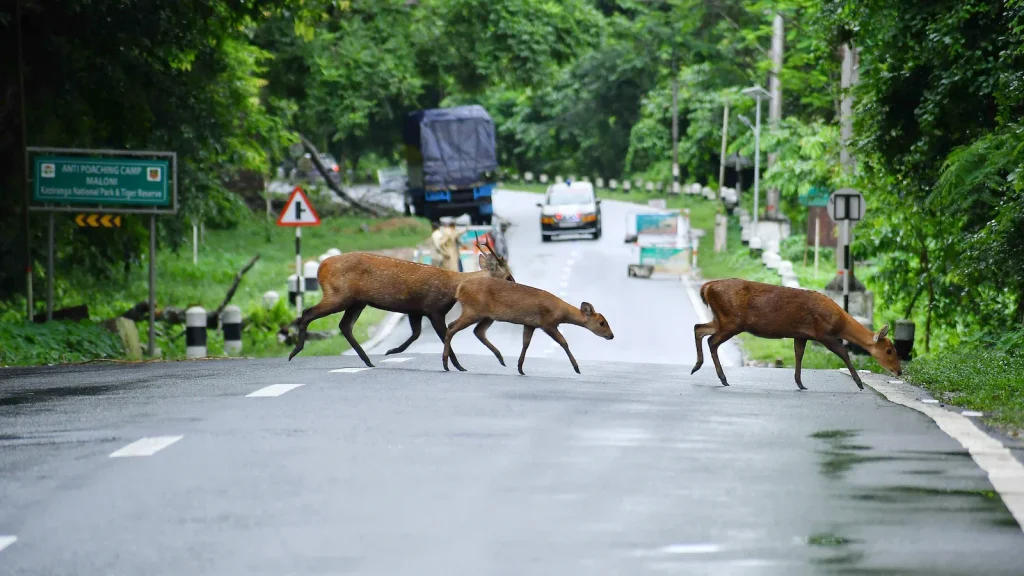 We welcome the government's decision to reduce the Eco-Sensitive Zone around Kaziranga from 10