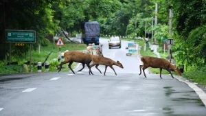 We welcome the government's decision to reduce the Eco-Sensitive Zone around Kaziranga from 10