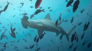 Scientists turn to sharks for better hurricane predictions: Climate and weather outlook