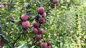 Unpredictable weather causes Rs 400-crore loss; farmers demand urgent relief — Kashmir apple loss