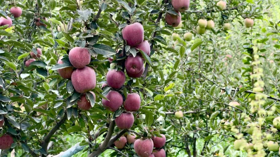 Unpredictable weather causes Rs 400-crore loss; farmers demand urgent relief — Kashmir apple loss