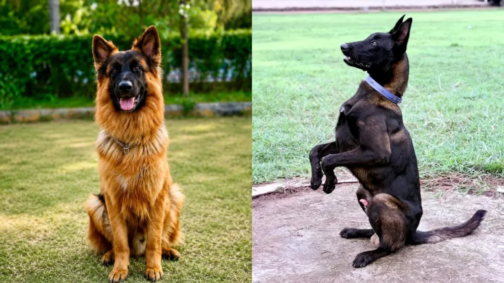 In a major welfare policy shift for the state's canine unit, Maharashtra Chief Minister Devendra