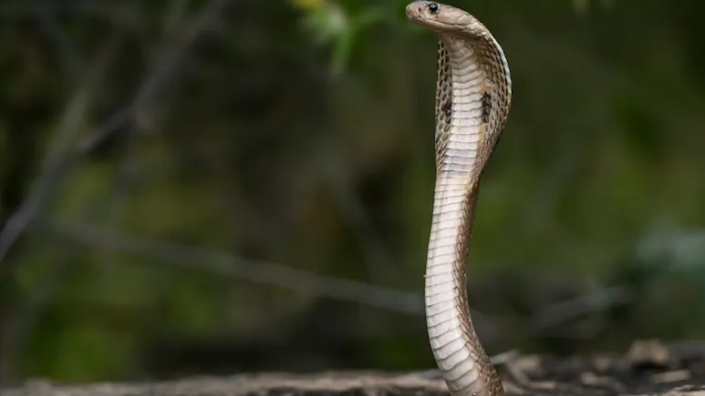 Madhya Pradesh has around 50 recorded snake species, according to Ujjain-based Sarp Anusandhan