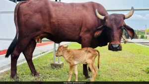 Assam has reported the birth of a female calf of the indigenous Lakhimi cattle breed through in-vitro