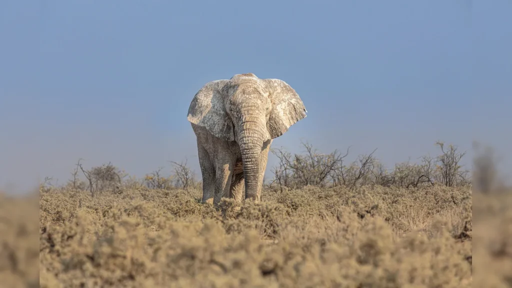 Two women were trampled to death by a herd of elephants in Jharkhand's Ramgarh district on Monday