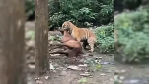 A dramatic tiger attack was caught on camera in Uttarakhand's Garjiya area near Ramnagar, with a fully