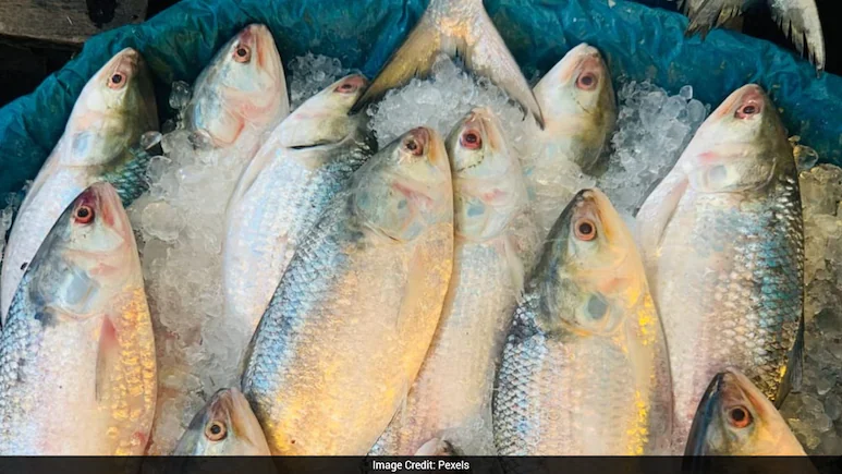 West Bengal's prized hilsa has found a new home in the waters of Gujarat amid shifting