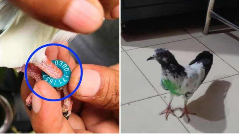 Pigeon Found In Border Village With Ring Likely Bearing Pakistani Number