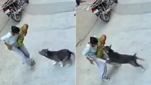 A six-month-old was left bloodied after an attack by a pit bull in Haryana's Sonipat