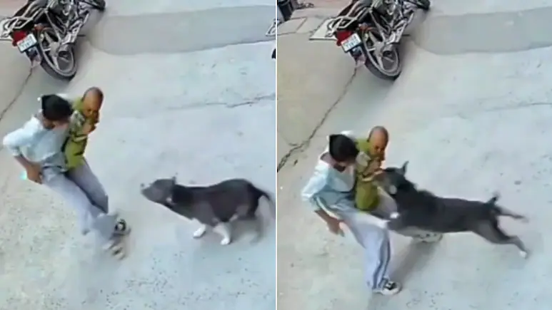 A six-month-old was left bloodied after an attack by a pit bull in Haryana's Sonipat