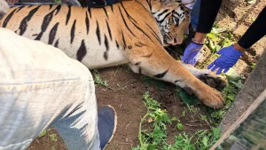 It died while being shifted to the Wild life Rescue centre in Nagpur