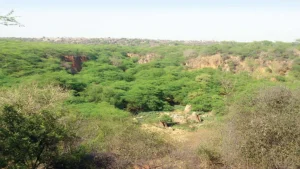 Nearly 1,000 acres of Delhi's Southern Ridge are poised to receives Reserved Forest status