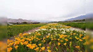 More than 25 lakh flowers have been planted across twin fields at Choglamsar and Stakna in Leh