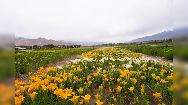 More than 25 lakh flowers have been planted across twin fields at Choglamsar and Stakna in Leh