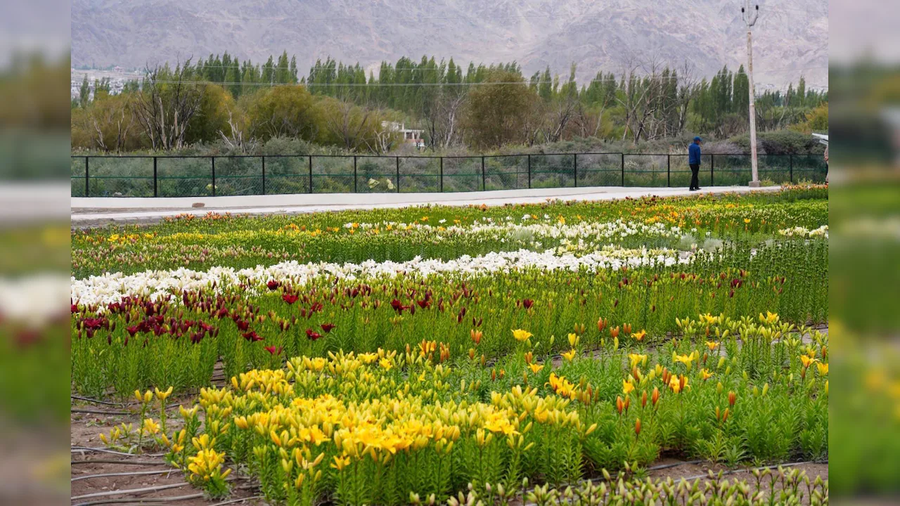 More than 25 lakh flowers have been planted across twin fields at Choglamsar and Stakna in Leh