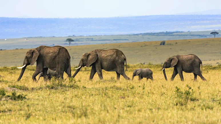 Court Declines To Restrain Transfer Of 5 Elephants From Assam To Tamil Nadu