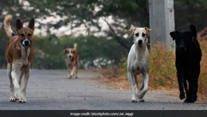 4-Year-Old Girl Attacked By Stray Dogs While Playing At Home In Karnataka