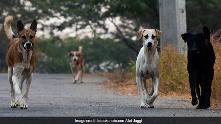 4-Year-Old Girl Attacked By Stray Dogs While Playing At Home In Karnataka