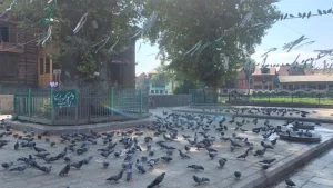 They said there is no blanket or complete ban on Tahari distribution or bird feeding