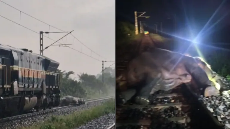 Elephant Critically Injured After Being Hit By Train In Assam