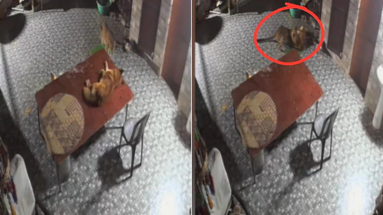 Leopard Sneaks Into Rudraprayag Home, Brave Dog Fights Back In Dramatic Video