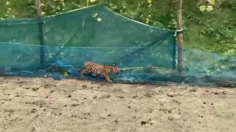 Video: Tiger Cub Trapped In Fishing Net Around Assam Kitchen Garden Rescued