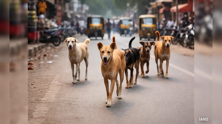 Over 100 Dog-Bite Cases Reported In Assam's Dibrugarh In A Week