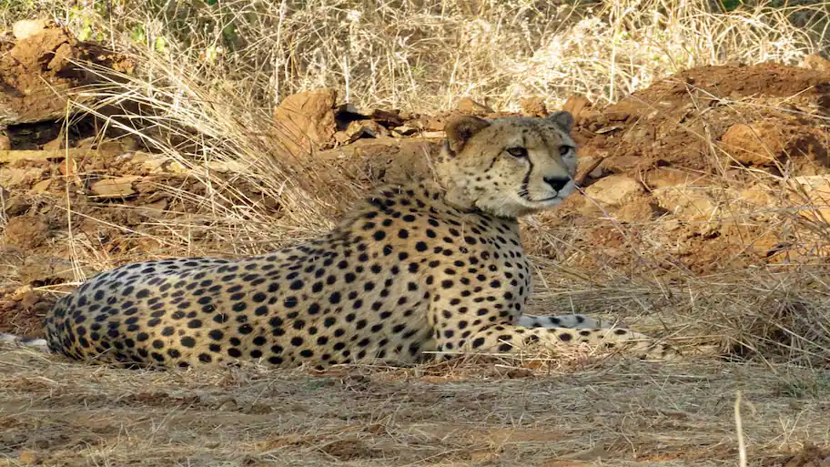 Project Cheetah turns four: The hidden milestone behind India's 52-strong major cat population