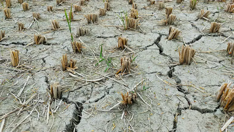 Maharashtra Declares Drought In 74% Of State, 265 Of 358 Talukas Affected