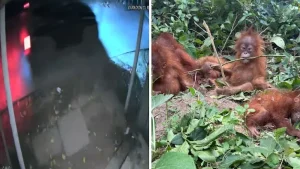 On Camera, Black Thar Seen In Area Where Orangutans Were Found