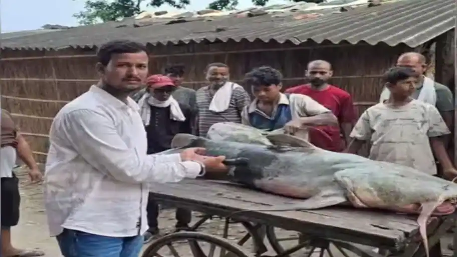 Why authorities say 'don't eat these fish' — Nepal flash floods hit Bihar