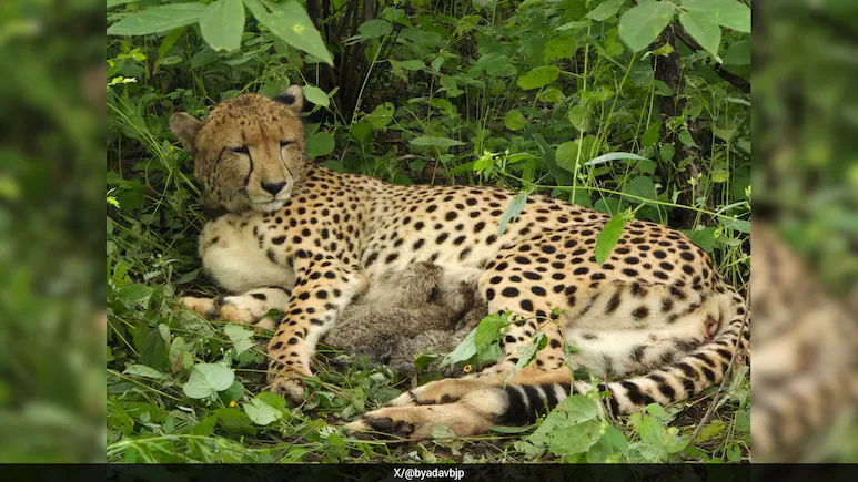 India-Born Cheetah Gives Birth To 4 Cubs At Kuno National Park