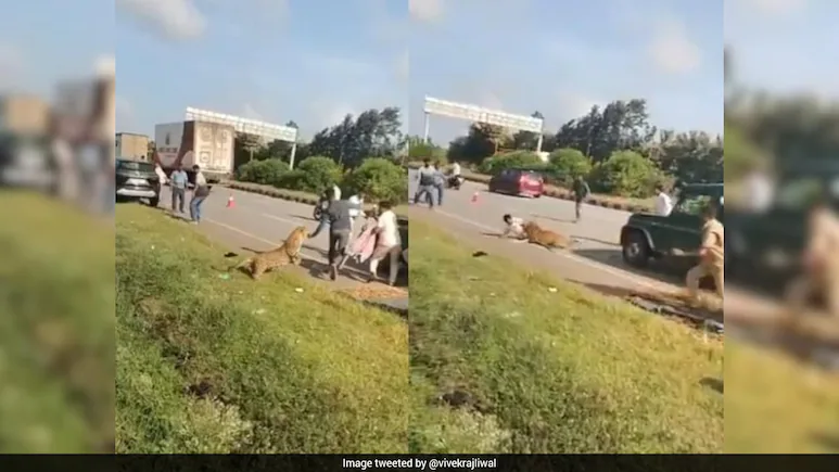 Leopard Hit By Car Attacks Forest Official During Rescue In Karnataka, Video Goes Viral