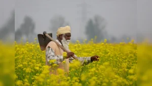 Cabinet Clears MSP Hike For Rabi Crops, Safflower receives Biggest Boost
