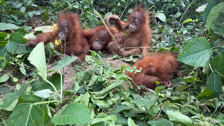 Forest and Environment Minister Ganesh Ram Singhkhuntia said the five orangutans were rescued