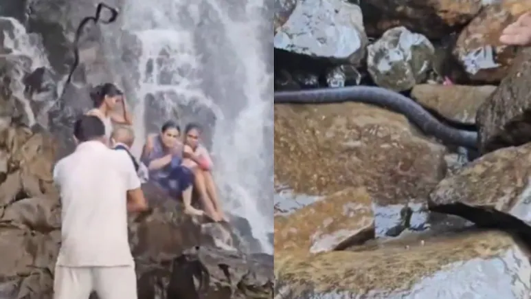 Watch: Large Snake Falls On Man Carrying Child At Maharashtra Waterfall