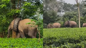 Video: Wild Elephant Spotted With Tractor Tyre Stuck Around Its Neck In Assam