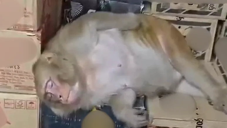 Monkey Enters Ranchi Liquor Shop, Downs Half A Bottle, Passes Out On Cartons