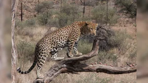 Leopard Drags Man Sleeping Outside Home In UP, Body Found 200 Meters Away