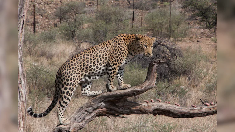 Leopard Drags Man Sleeping Outside Home In UP, Body Found 200 Meters Away