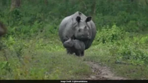 Rhino Rescued In 2004 Brahmaputra Flood Becomes 'Granny', Assam CM Shares Adorable Video