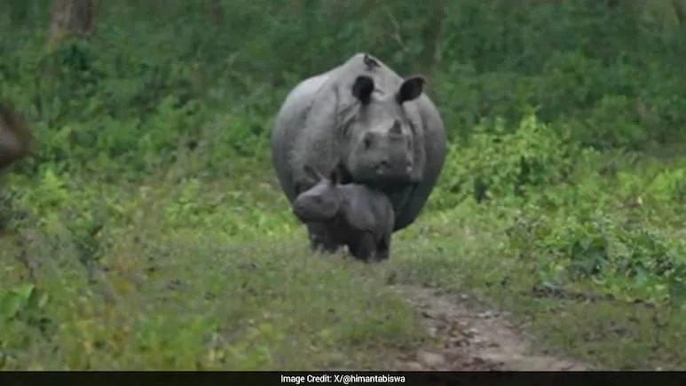 Rhino Rescued In 2004 Brahmaputra Flood Becomes 'Granny', Assam CM Shares Adorable Video