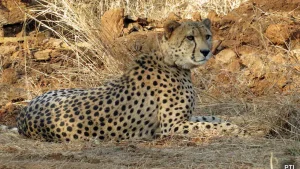 Cheetah Cub Dies In Madhya Pradesh, 5 Pellets Recovered From Body