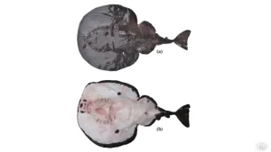 New Electric Ray Species Discovered In Arabian Sea, Named Tetronarce Ramanamurthy