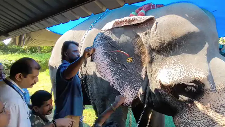 Thrissur, known for its grand temple festivals and majestic elephants, witnessed an unusual